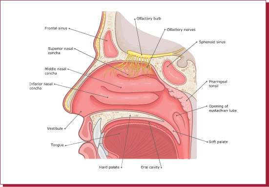 인체해부도이미지
